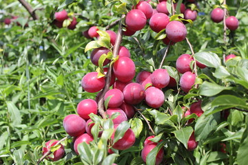 Red plums on tree