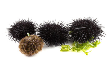 Black and gray sea urchin and alga