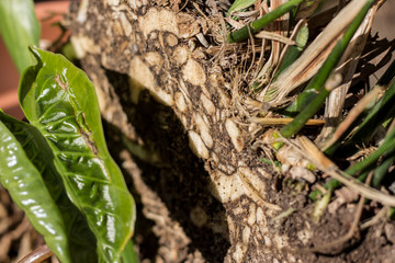 Transplant of seasonal plants. Healthy plant roots with new shoots