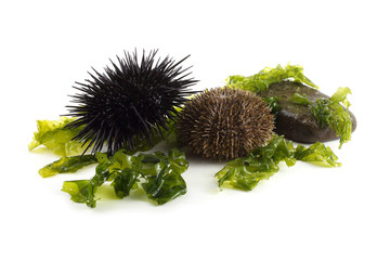 Black and gray sea urchins and alga