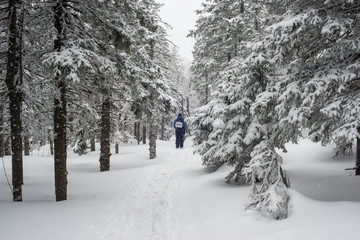 Snow-covered, coniferous, white forest, after a night of snowfall and tourists walking with huge backpacks along the path winding among the firs