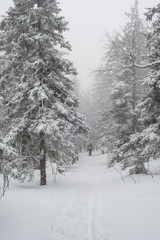 Snow-covered, coniferous, white forest, after a night of snowfall and tourists walking with huge backpacks along the path winding among the firs
