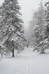 Fototapeta premium Snow-covered, coniferous, white forest, after a night of snowfall and tourists walking with huge backpacks along the path winding among the firs