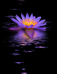 fleur de nymphéa sur fond noir © Unclesam