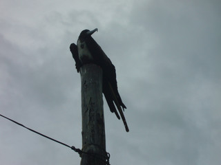 Frigate bird sitting on post