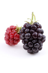 Fototapeta premium Ripe and unripe blackberries