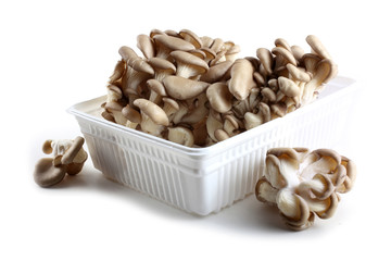 Oyster mushrooms on box