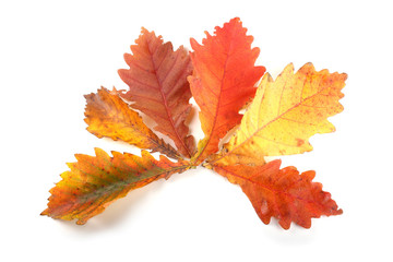 Autumn oak leaves