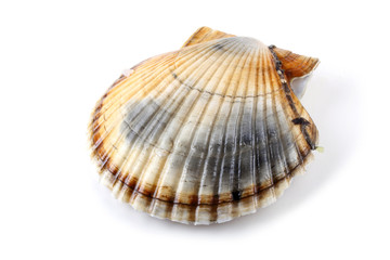 Scallop