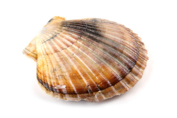 Scallop