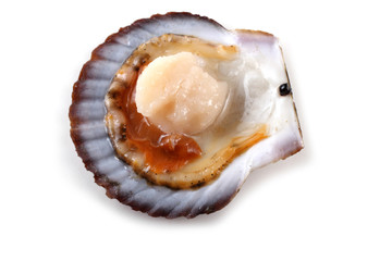 Opened scallop
