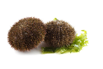 Gray sea urchins and alga