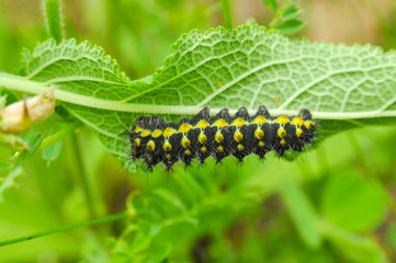 The big caterpillar on a leaf. Caterpillars eating the leaves