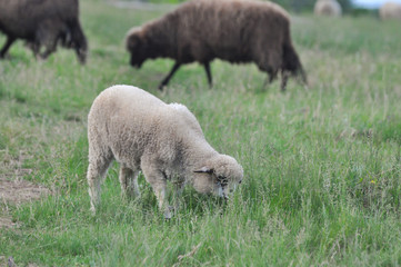 Sheeps on the meadow on green grass. Spring lamb grazing with a sheeps on a meadow