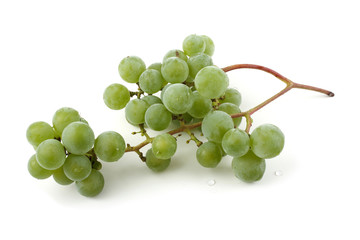 White wine grape