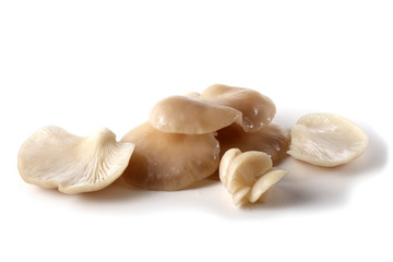 White oyster mushrooms