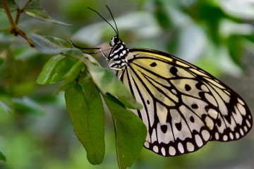 Leopard Lacewing