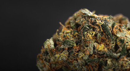 medical marijuana, cannabis bud macro on the black background