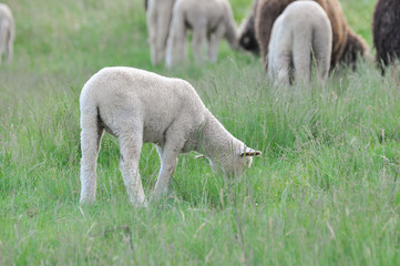 Sheeps on the meadow on green grass. Spring lamb grazing with a sheeps on a meadow