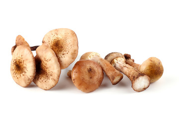Honey agaric mushrooms