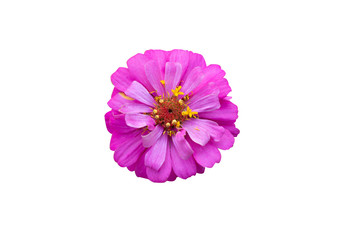 Flowers are separate on a white background. There are red, pink, yellow, purple, and white  zinnia flowers.