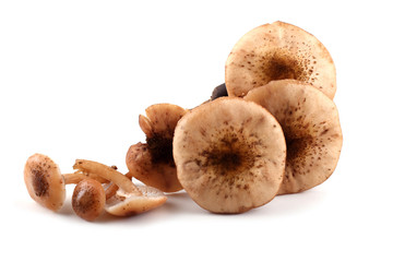 Honey agaric mushrooms