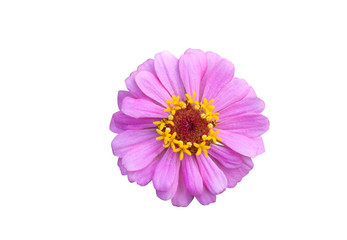 Flowers are separate on a white background. There are red, pink, yellow, purple, and white  zinnia flowers.