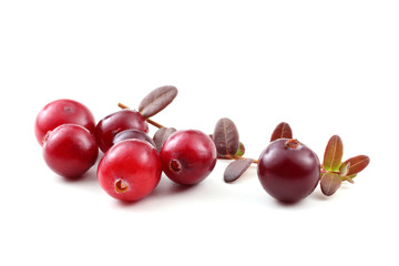 Cranberries and leaves
