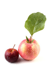 Fuji apple and little red apple
