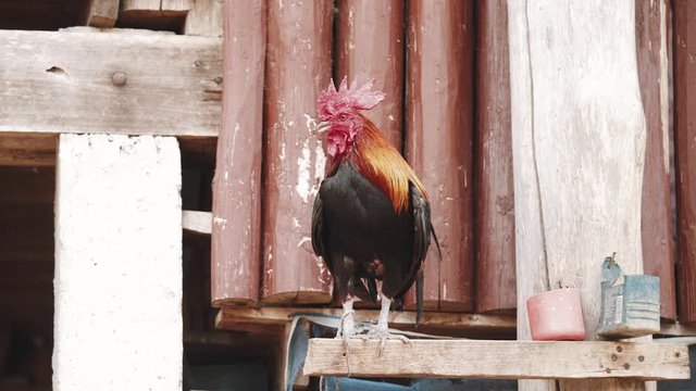 Rooster on his perch cackling and looking around.