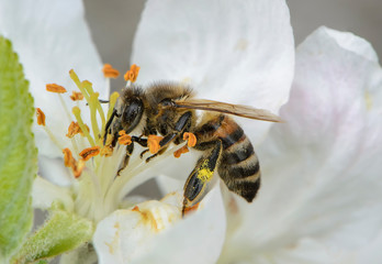 Bee collects nectar on the flowers of an apple tree in spring