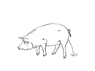 Pig urinating vector sketch, Hand drawn linear illustration isolated