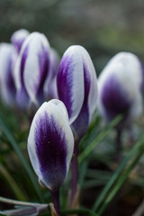 Fioletowe krokusy © Kasia R.