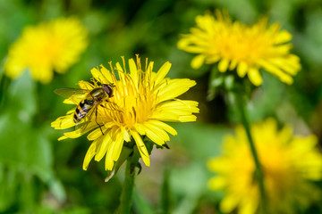 Hoverfly collects nectar on dandelion flowers