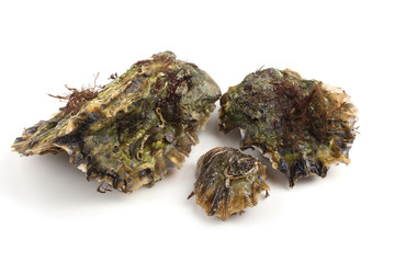 Oysters