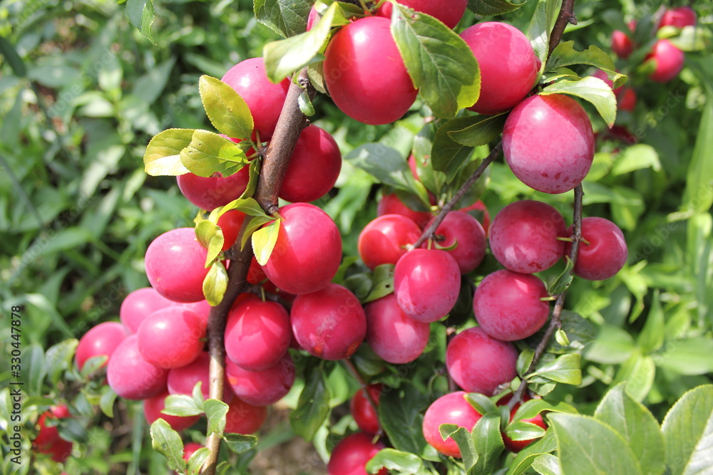 Poster Plums on tree