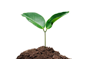 Seedlings are growing from fertile soil with a clean white background