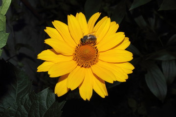 Yellow chamomile and bee