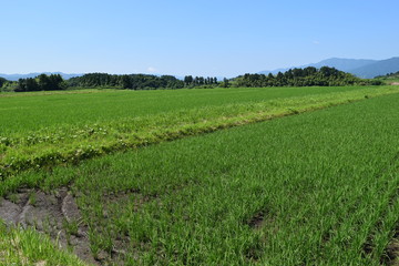 初夏の水田