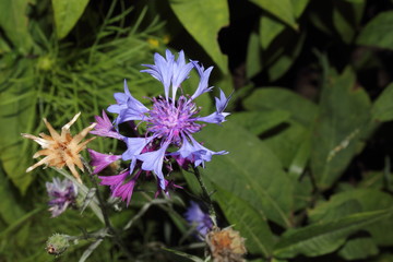 Forest blue flower