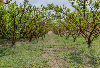 Mulberry farm in the midday