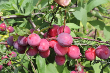 Plums on tree