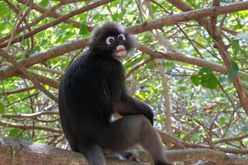 Dusky Langur Spectacled Langur In the Mu Ko Lanta National Park, Krabi, Thailand