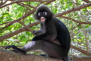 Dusky Langur Spectacled Langur In the Mu Ko Lanta National Park, Krabi, Thailand