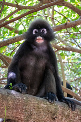 Dusky Langur Spectacled Langur In the Mu Ko Lanta National Park, Krabi, Thailand