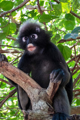 Dusky Langur Spectacled Langur In the Mu Ko Lanta National Park, Krabi, Thailand