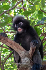 Dusky Langur Spectacled Langur In the Mu Ko Lanta National Park, Krabi, Thailand