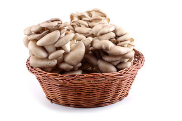 Oyster mushrooms on wicker plate