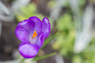 Fioletowe krokusy © Kasia R.