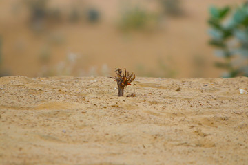 lone stem fighting the dry desert
